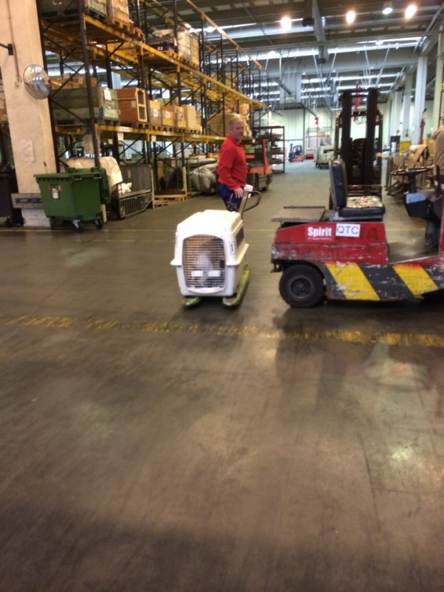 A dog in a cage on a pallet truck.